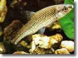 Topmouth Gudgeon