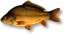 carp