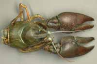 Does trapping reduce Signal Crayfish levels?