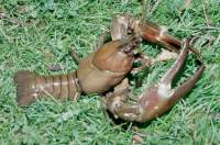 Alien Invaders, the American Signal Crayfish Alien Invaders, the American Signal Crayfish
