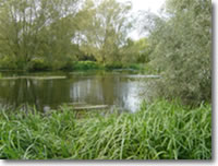 Ringwood & District AA - The magnificent River Avon Ringwood & District AA The magnificent River Avon