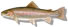 trout