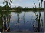 Cokes Pit Coarse fishing clubs in Wiltshire - Ashton Keynes Angling Club - Cokes Pit