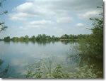 Large Lake Coarse fishing clubs in Wiltshire - Ashton Keynes Angling Club - Large Lake