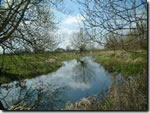 Coarse fishing clubs in Wiltshire - Ashton Keynes Angling Club - Upper River Thames