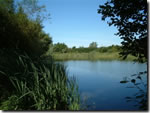 Thamesmead 'A' Lake Coarse fishing clubs in Wiltshire - Ashton Keynes Angling Club - Thamesmead 'A' Lake