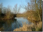 Thamesmead 'C' Lake Coarse fishing clubs in Wiltshire - Ashton Keynes Angling Club - Thamesmead 'C' Lake