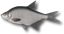 Bream Bream