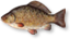 Crucian Carp