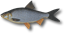 Roach Roach