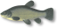 Tench Tench