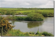 coarse fishing venues in Cornwall - St Tinney Farm